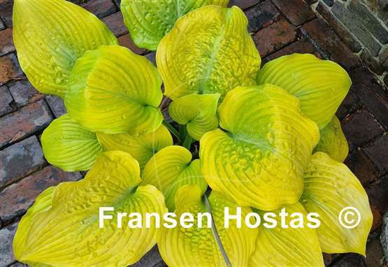 Hosta Golden Gate