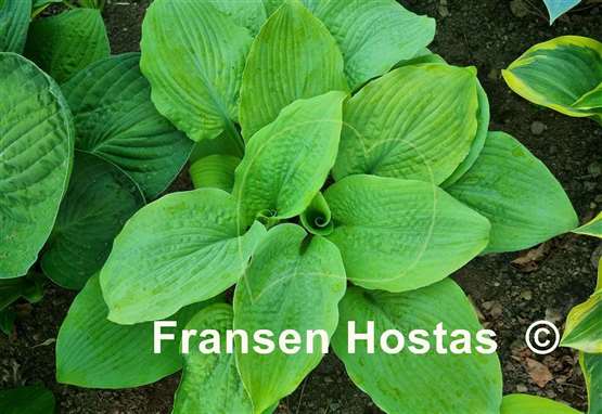 Hosta Golden Goal