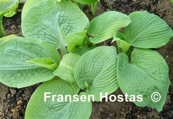 Hosta Golden Goal