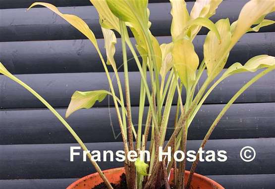 Hosta Golden Hawaiian Luau
