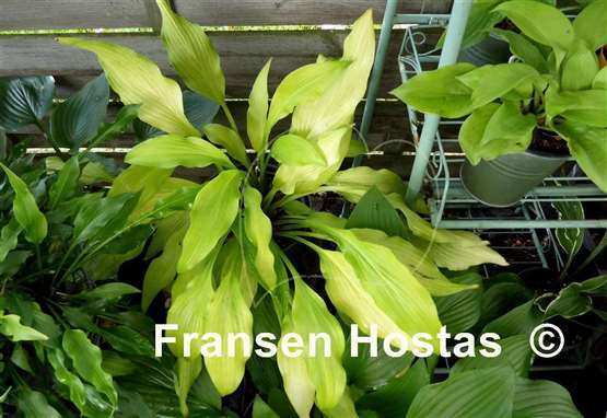 Hosta Golden Hawaiian Luau
