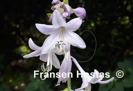 Hosta Golden Hawaiian Luau