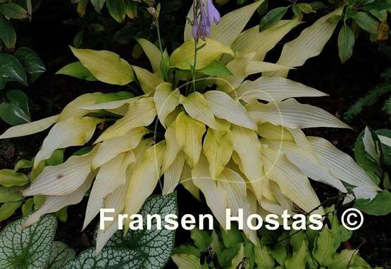 Hosta Golden Hawaiian Luau