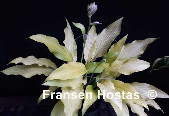 Hosta Golden Hawaiian Luau