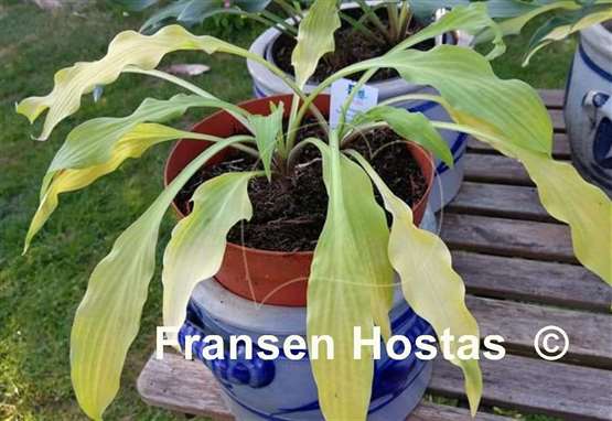 Hosta Golden Hawaiian Luau