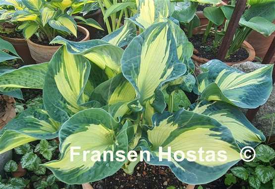 Hosta Golden Meadows