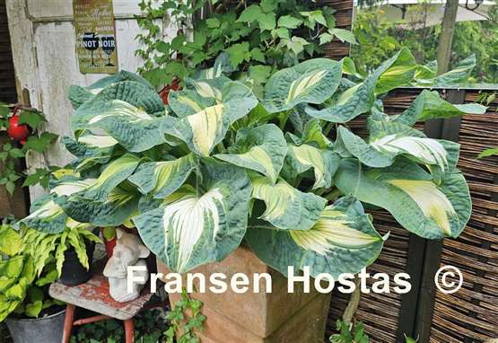 Hosta Golden Meadows