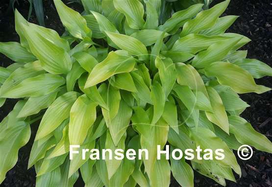 Hosta Golden Oriole
