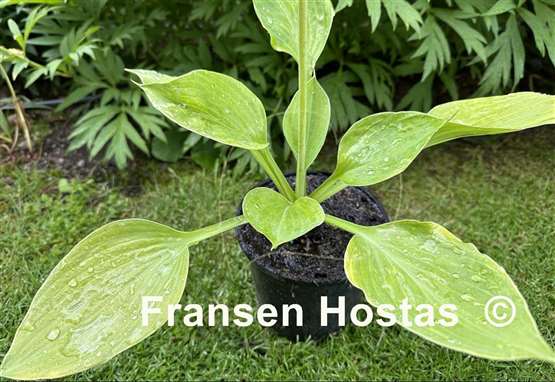 Hosta Golden Pursuit
