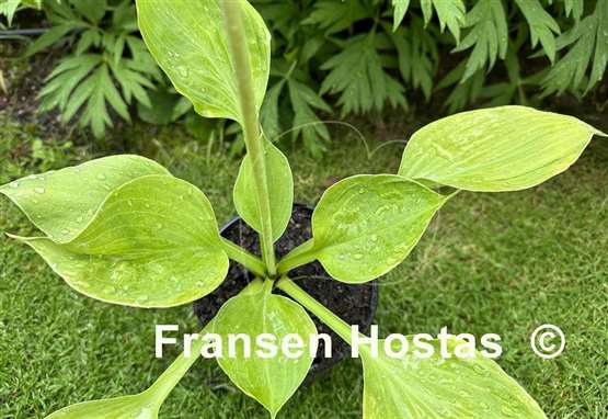 Hosta Golden Pursuit