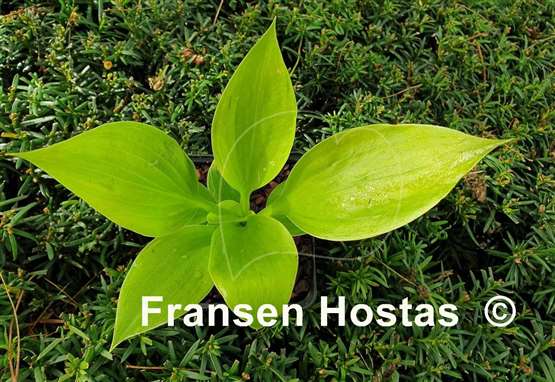 Hosta Golden Pursuit
