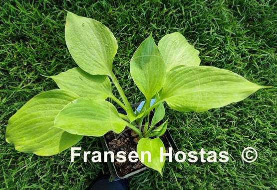 Hosta Golden Pursuit