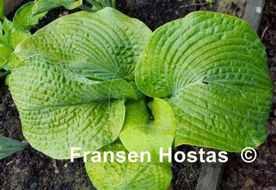 Hosta Golden Sculpture