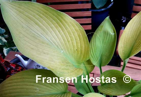Hosta Golden Sir Prize