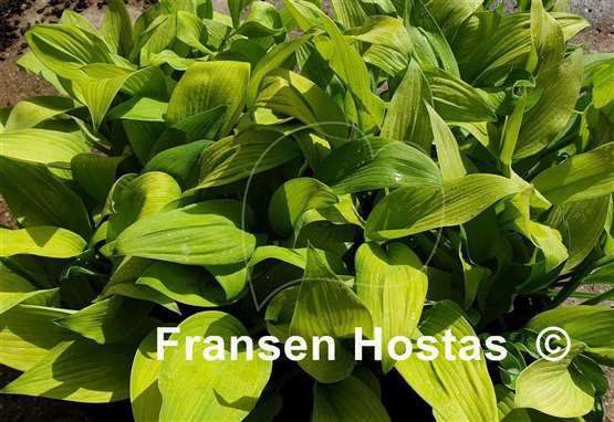 Hosta Golden Sir Prize