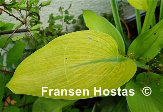 Hosta Golden Sir Prize