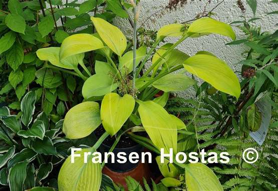 Hosta Golden Sir Prize