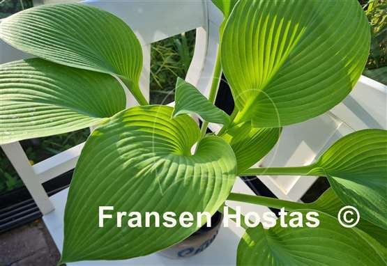 Hosta Golden Sir Prize