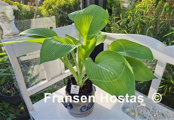 Hosta Golden Sir Prize
