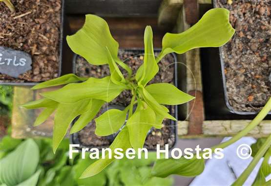Hosta Golden Spades