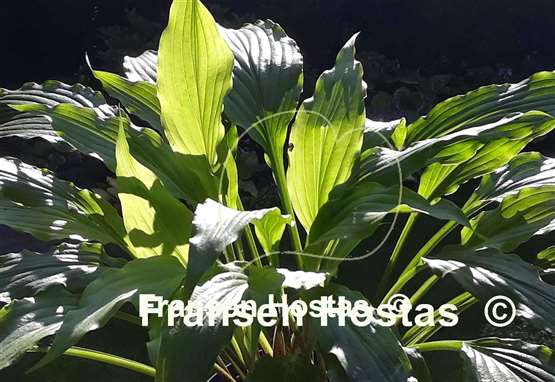 Hosta Golden Spritzer