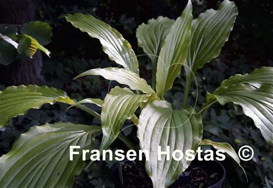 Hosta Golden Spritzer