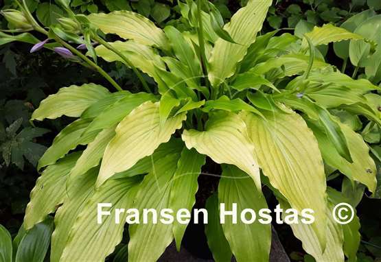 Hosta Golden Spritzer
