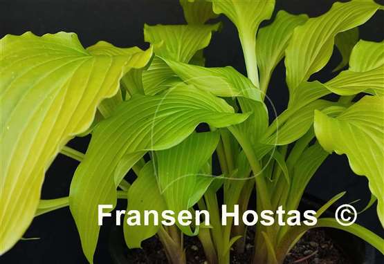 Hosta Golden Spritzer