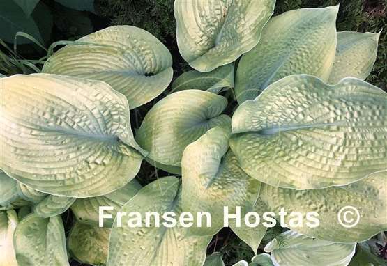 Hosta Golden Sunburst