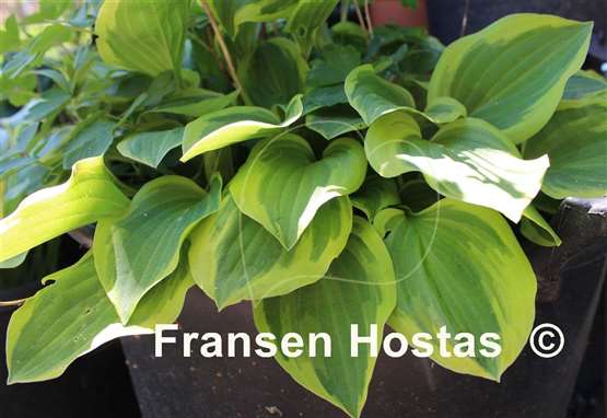 Hosta Golden Tiara