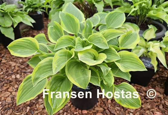 Hosta Golden Tiara