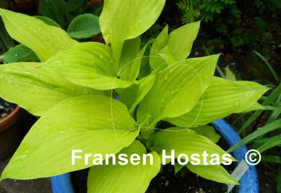 Hosta Golden Age