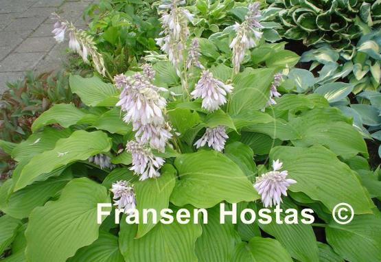 Hosta Golden Anniversary