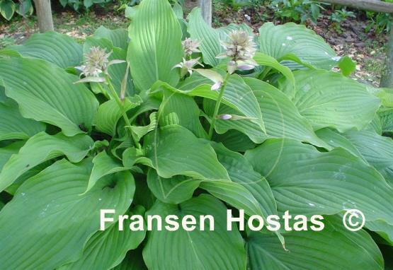 Hosta Golden Anniversary