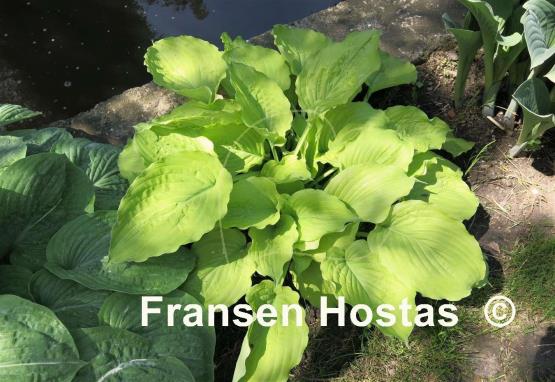 Hosta Golden Anniversary