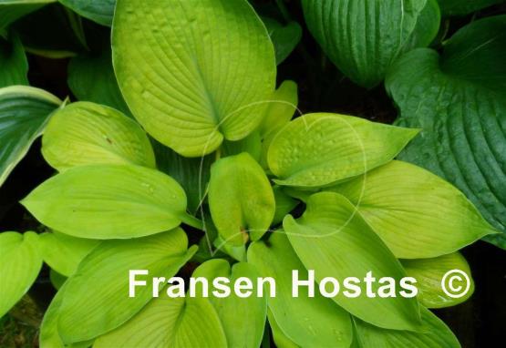 Hosta Golden Bullion