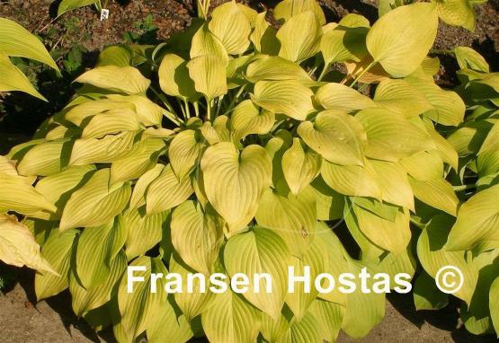 Hosta Golden Empress
