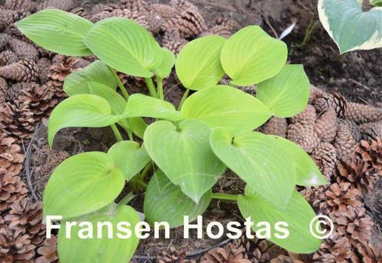 Hosta Golden Fascination