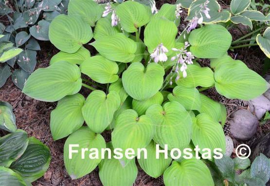 Hosta Golden Fascination