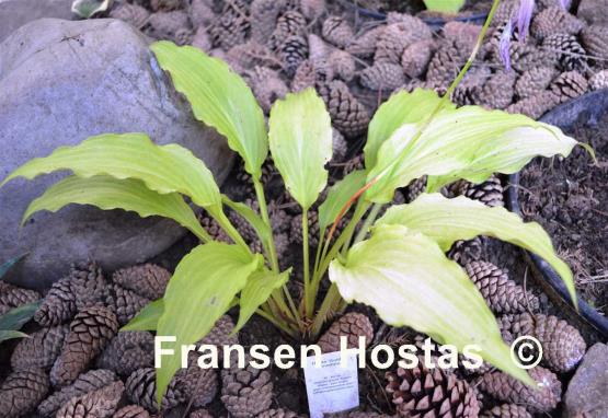Hosta Golden Fountain