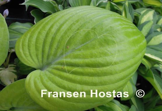 Hosta Golden Friendship