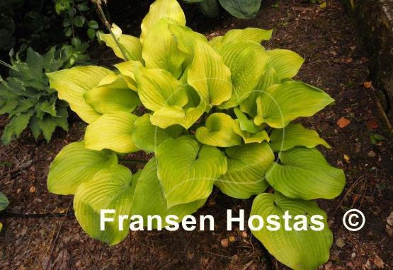 Hosta Golden Gate