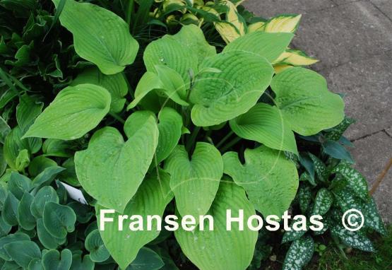 Hosta Golden Gate