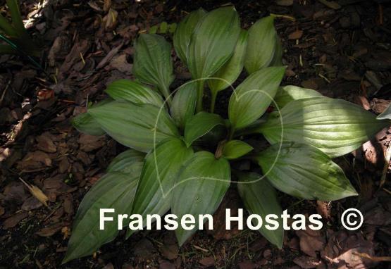 Hosta Golden Isle