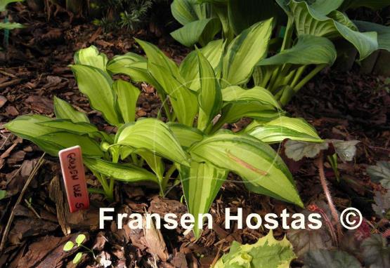 Hosta Golden Isle