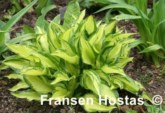 Hosta Golden Isle