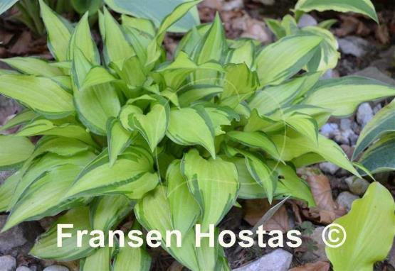 Hosta Golden Isle