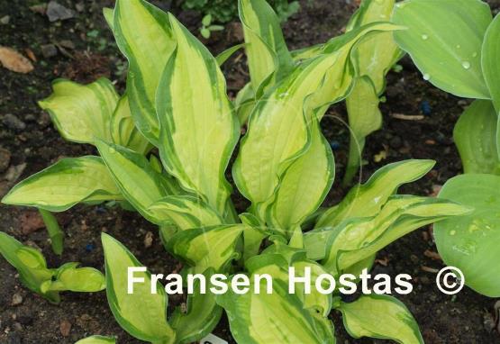 Hosta Golden Isle