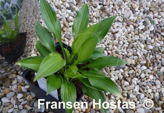 Hosta Golden Isle