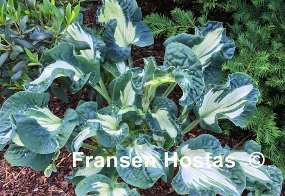 Hosta Golden Meadows